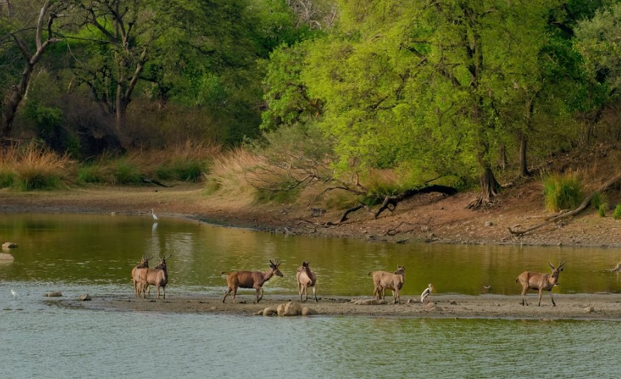 Chitwan National Park